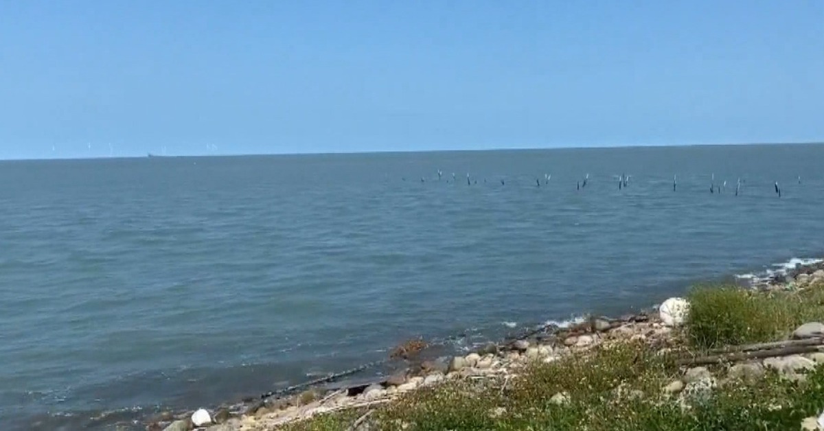 影／幸運！鹿港外海驚見白海豚現蹤 全台不到50隻's story cover image