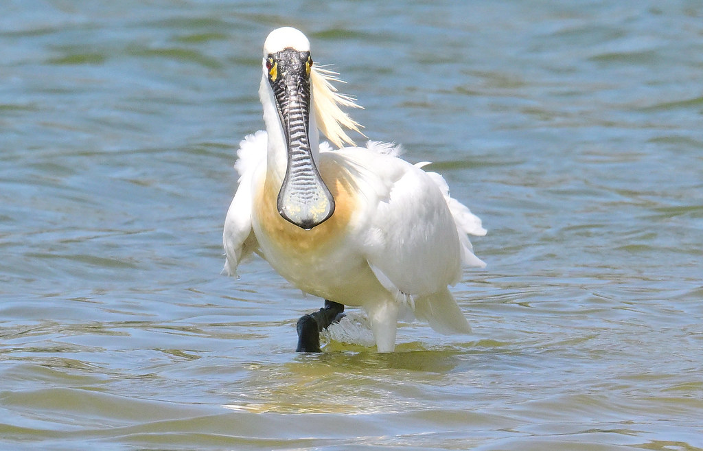 黑面琵鷺IUCN紅皮書降級為易危  台、港、韓保育仍有挑戰's OG Image