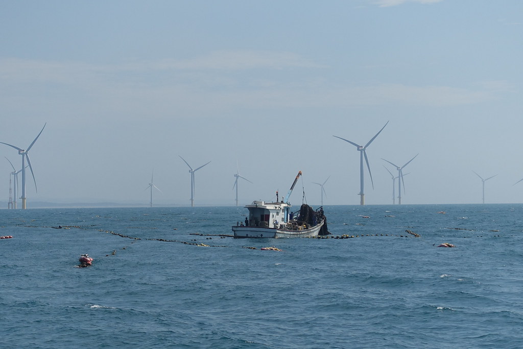 海大發布全台首份離岸風電船隻保護鯨豚守則 「三不四要」守護海洋