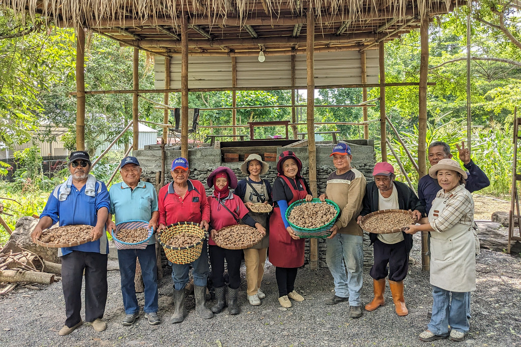 新來義部落復耕傳統農作   烘芋頭乾、推小山芋料理