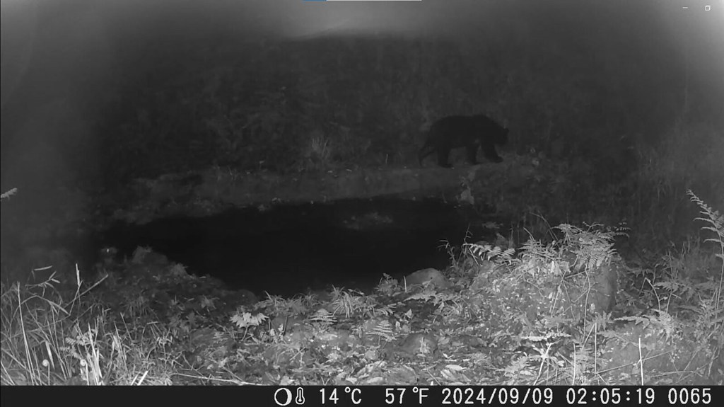 熊鷹抖抖翅膀、黑熊悠悠漫步——生態監測走進特富野部落獵場 記錄豐富多樣性