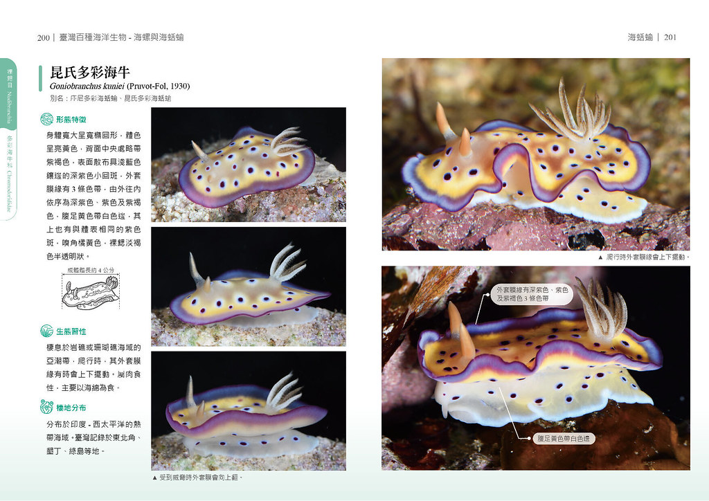 《台灣百種海洋生物：海螺與海蛞蝓》收錄逾百種海洋腹足類 打開海洋多樣性的一扇窗