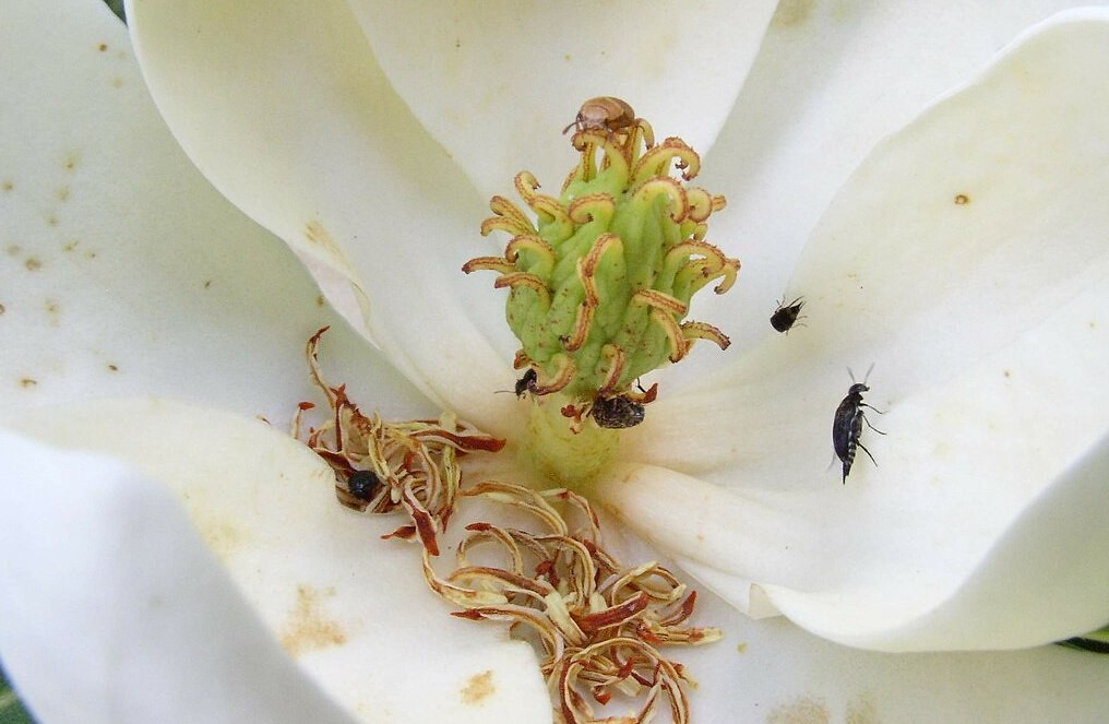 蝴蝶蜜蜂不去的暗處 甲蟲、蟑螂、蚊子為植物授粉's story cover image