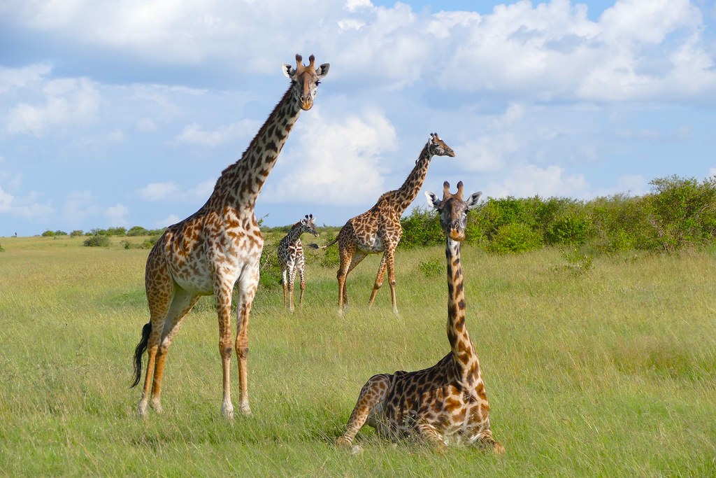 IUCN確認長頸鹿分四種 差異堪比北極熊與棕熊's story cover image