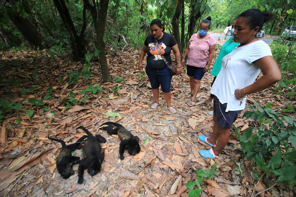 猴子掉落、貽貝燙熟 高溫超過動物耐熱極限導致大規模傷亡's OG Image