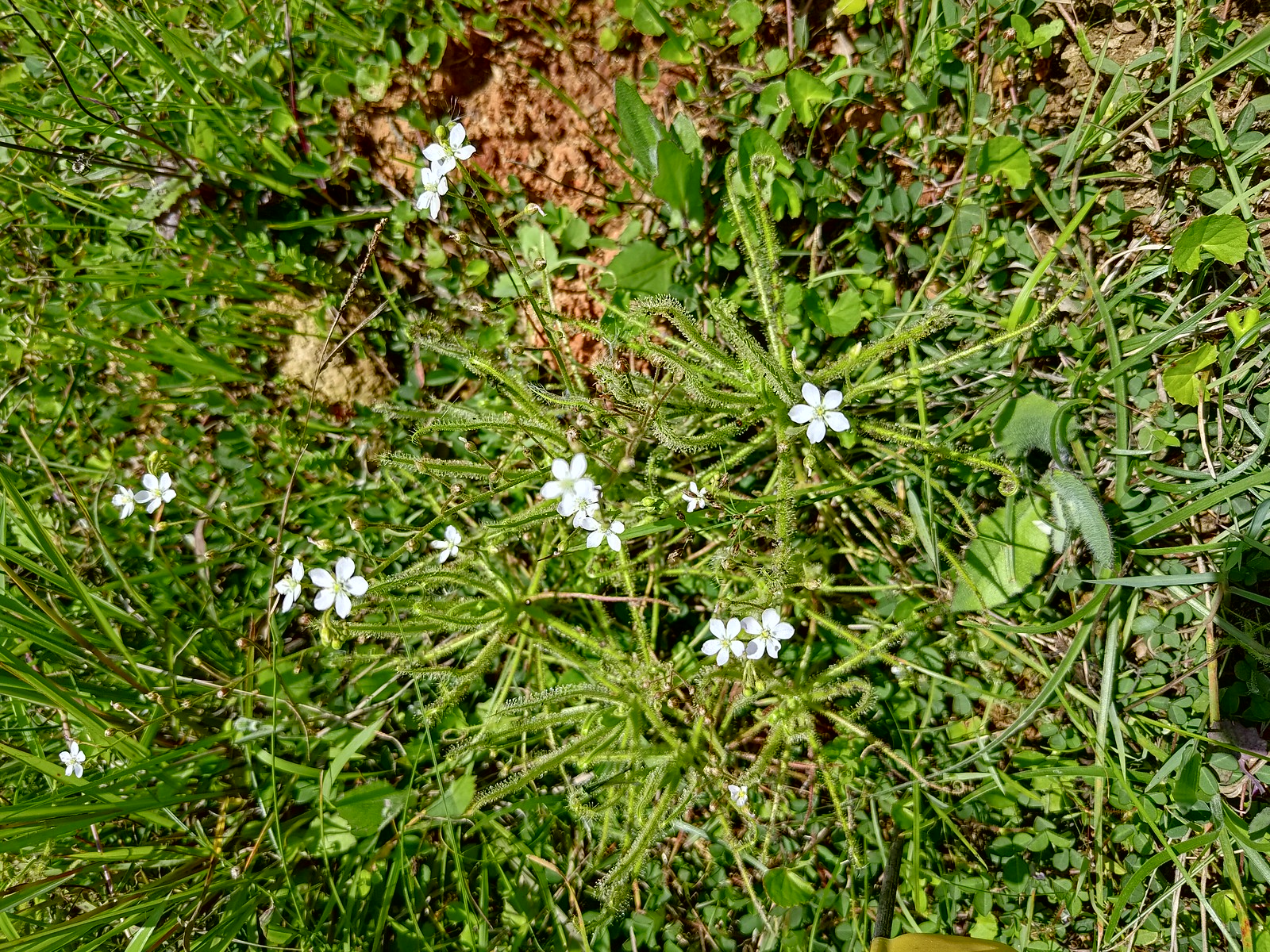搶救桃園航空城珍稀植物 異蕊草成功在大湳森林公園綻放's story cover image