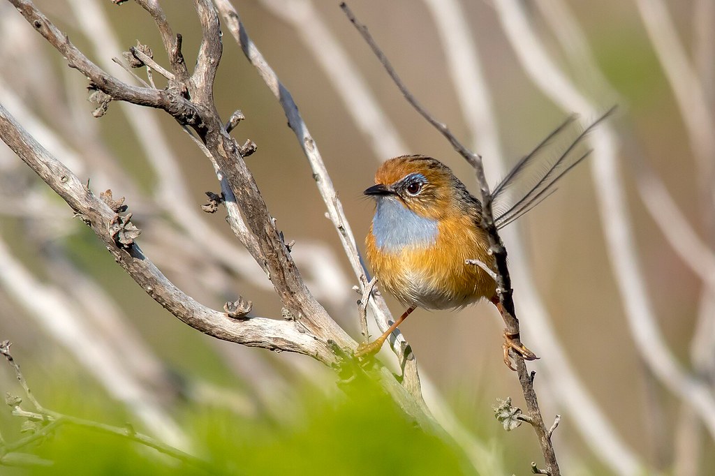 火箭升空代價：南澳火箭基地計畫，衝撞瀕危物種生存線's story cover image