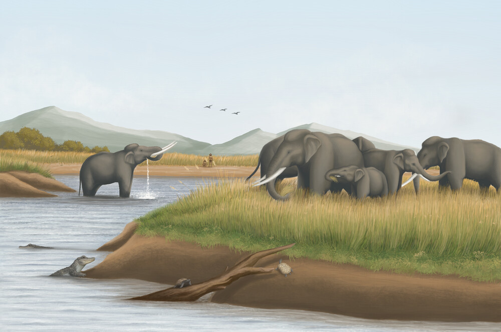 古巨象牙齒揭露萬年秘密 台灣海峽在冰河期曾為草原's story cover image