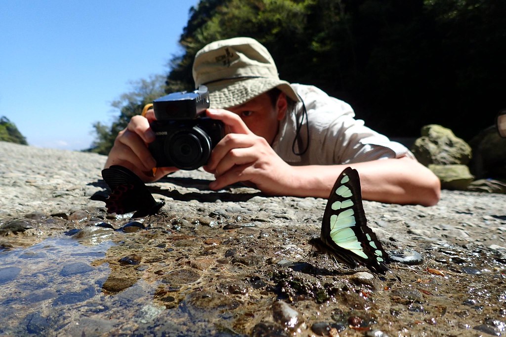 從蝴蝶出發，用影像看見自然——施信鋒的生態攝影之路's story cover image