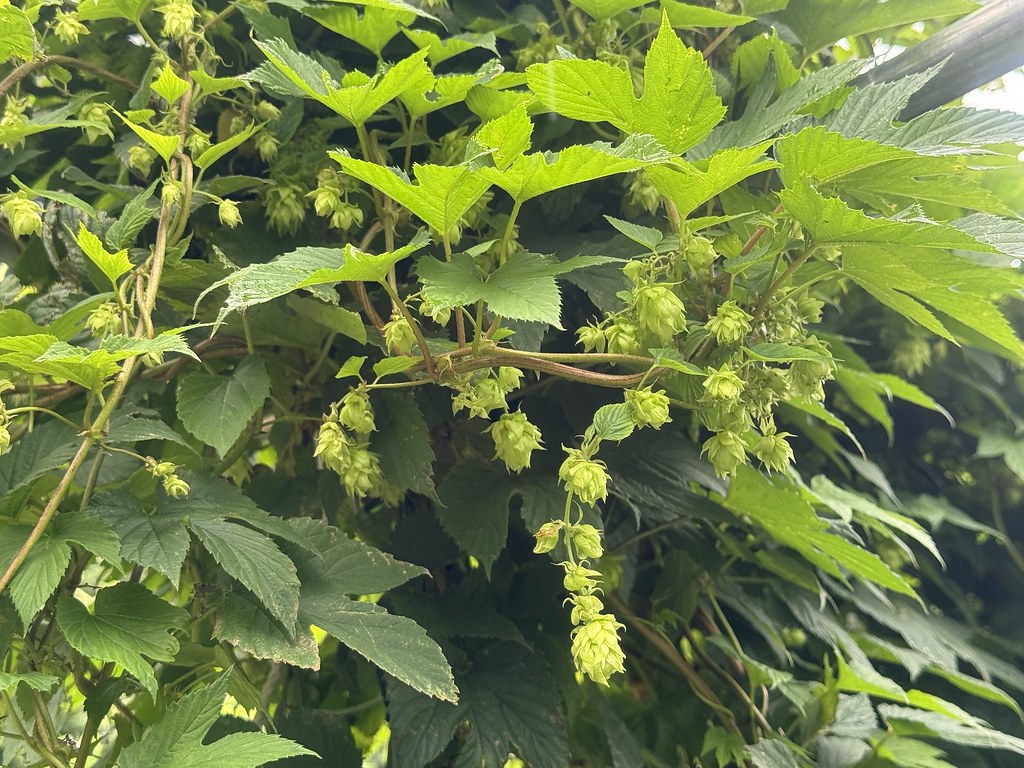 高冷蔬菜產區還能種什麼？ 農試所在宜蘭種出啤酒花 希望發展在地精釀啤酒's story cover image