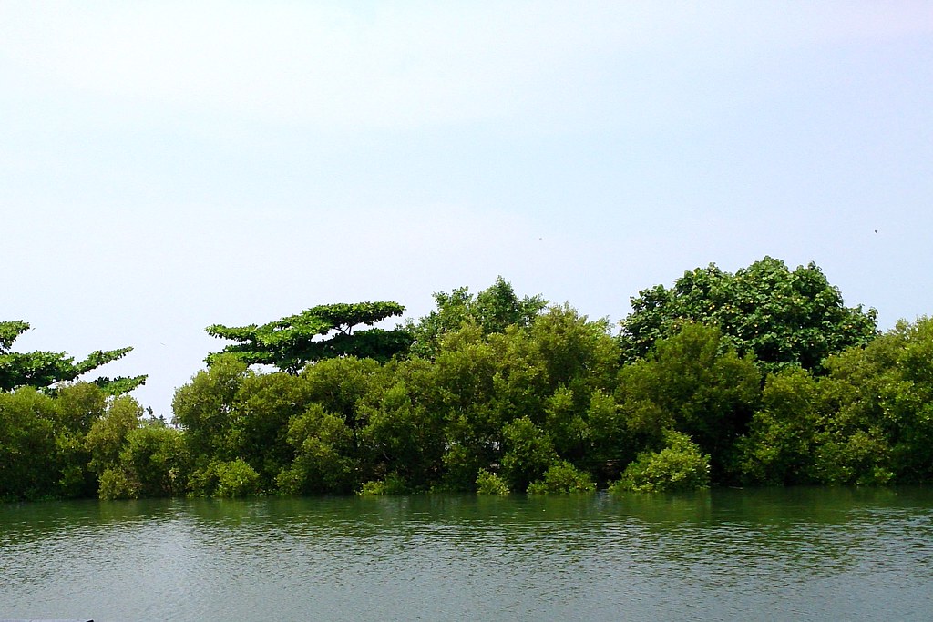 自然碳匯藍碳最具潛力  林幸助：用對方法讓碳匯自然增加's story cover image