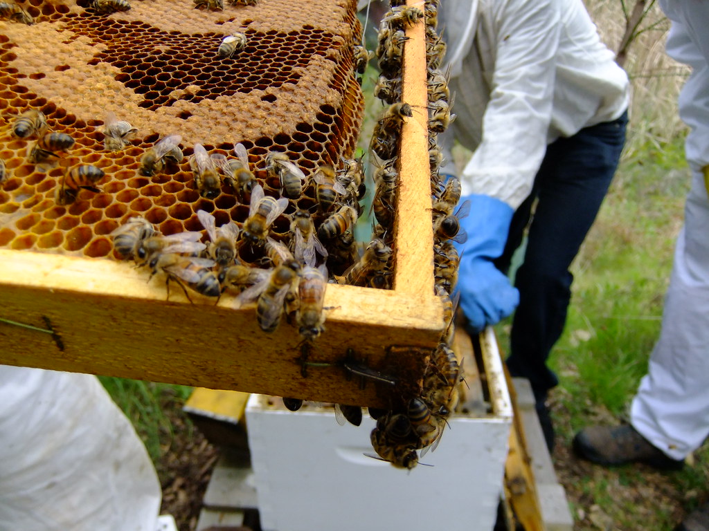 辦公室養蜂好療癒 真紓壓還是假永續？'s story cover image