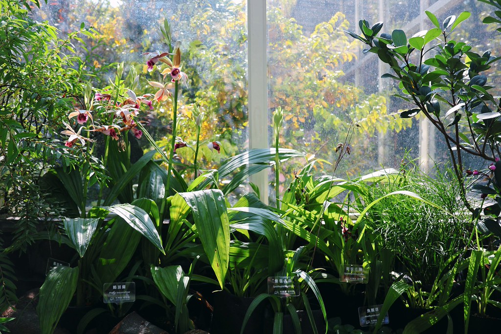 科博館《野地之詩》特展 以台灣原生草花重連城市與棲地記憶's story cover image