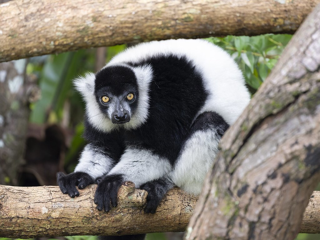 當森林安靜下來，狐猴是否還在？ AI 用聲音聽見生物多樣性的警訊's story cover image