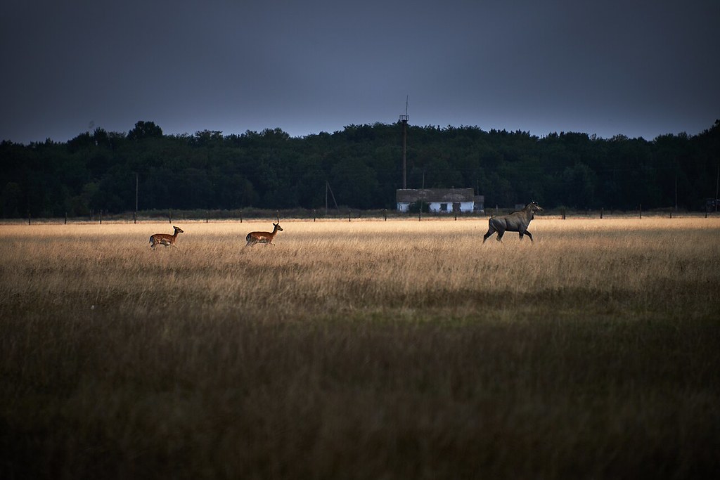 俄烏生態戰爭罪！ 烏保護區動物每隻賣38萬 至少20起非法轉移's story cover image