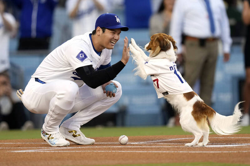 強心臟大谷翔平也有擔心的事？為愛犬Decoy開球費盡心思