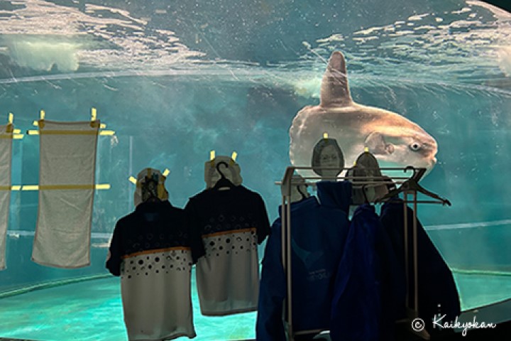 日本1水族館翻車魚「沒遊客」鬱鬱寡歡　館方出奇招治病