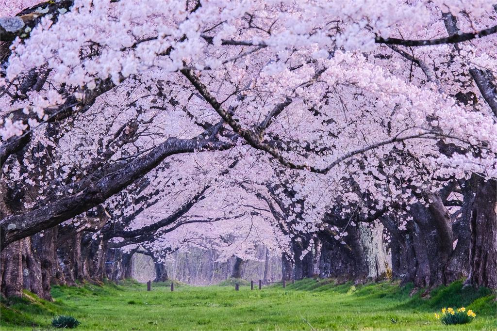 出國賞櫻快看！　日本預測「這地區」櫻花最早3月20日開