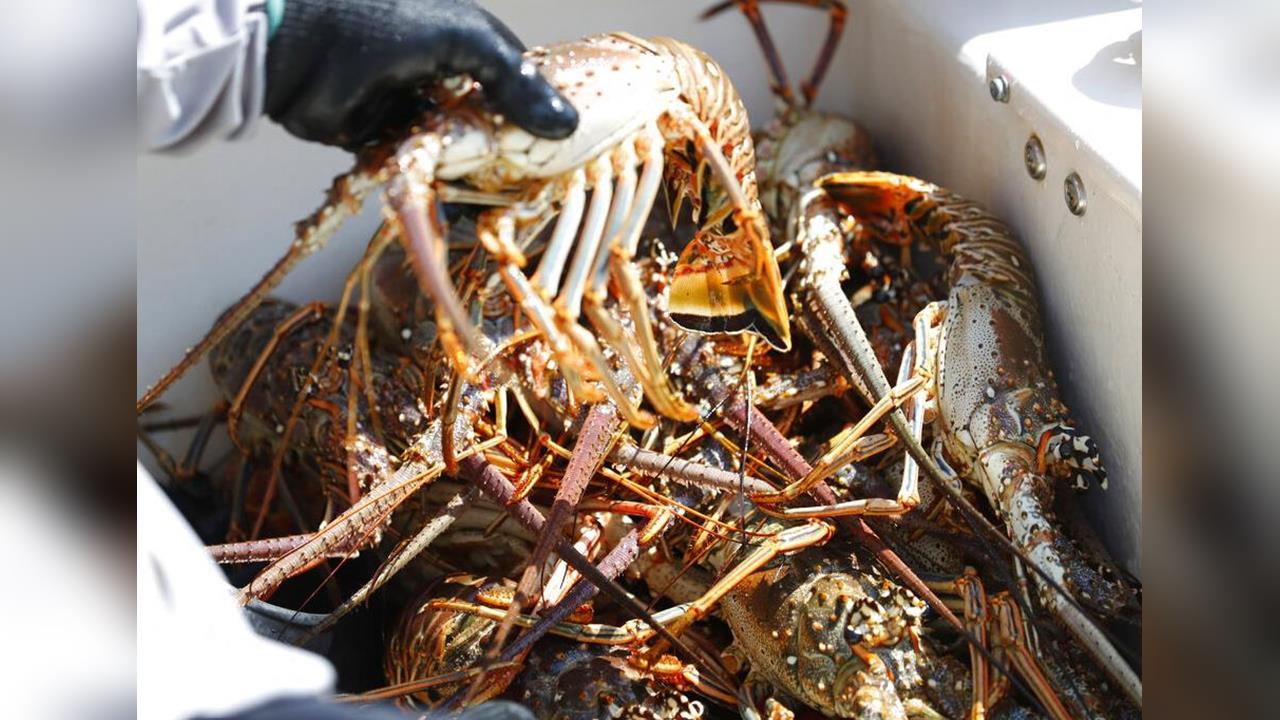 古巴親中「拒台人入境」下場慘了！我國拒買龍蝦　進口額慘崩7成's story cover image