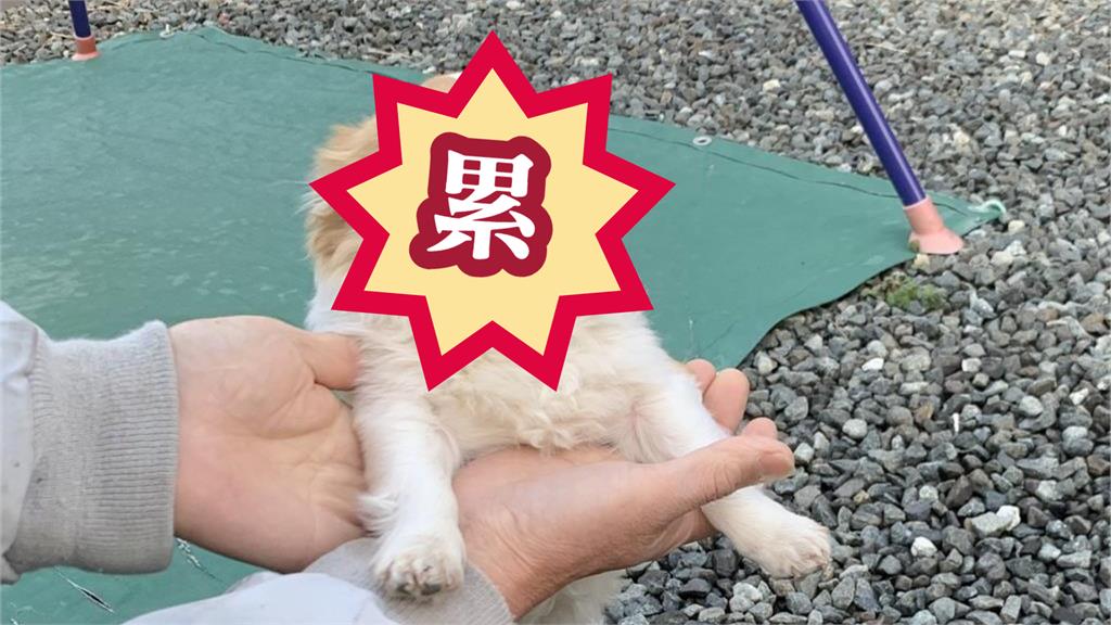 小型犬遭飼主強行營業！下秒變臉「超吉心累」網：過年見親戚的我