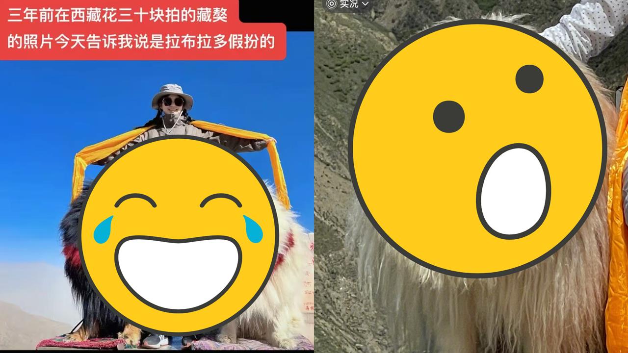 「山寨版藏獒」付錢就可合照！小粉紅傻眼…網笑翻