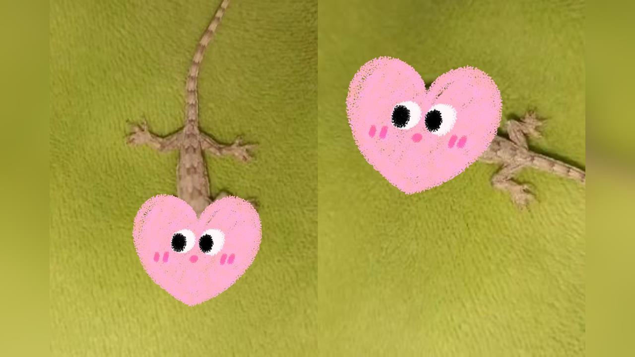 泰國驚現罕見「雙頭壁虎」　專家現身揭超殘酷事實