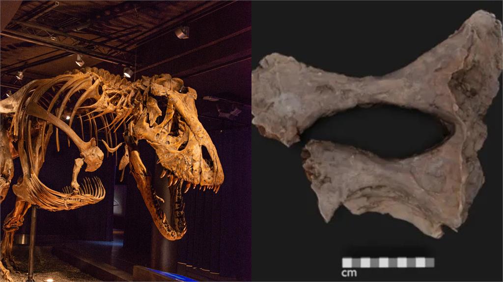 推翻30年研究！恐龍「膠原蛋白」竟存活6600萬年