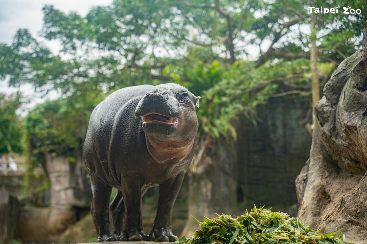 來台不到半年！新加坡動物保育大使「侏儒河馬Thabo」驚傳離世