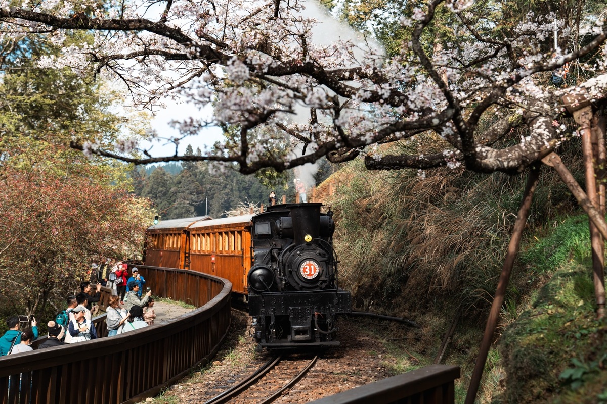 阿里山賞花專車3/20開放訂票！公路局：清明連假維持花季交通管制