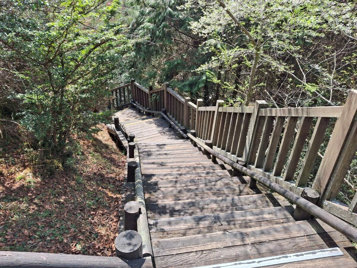 登山賞雲海注意！雪霸觀霧遊憩區雲霧步道 4/1起整修封閉