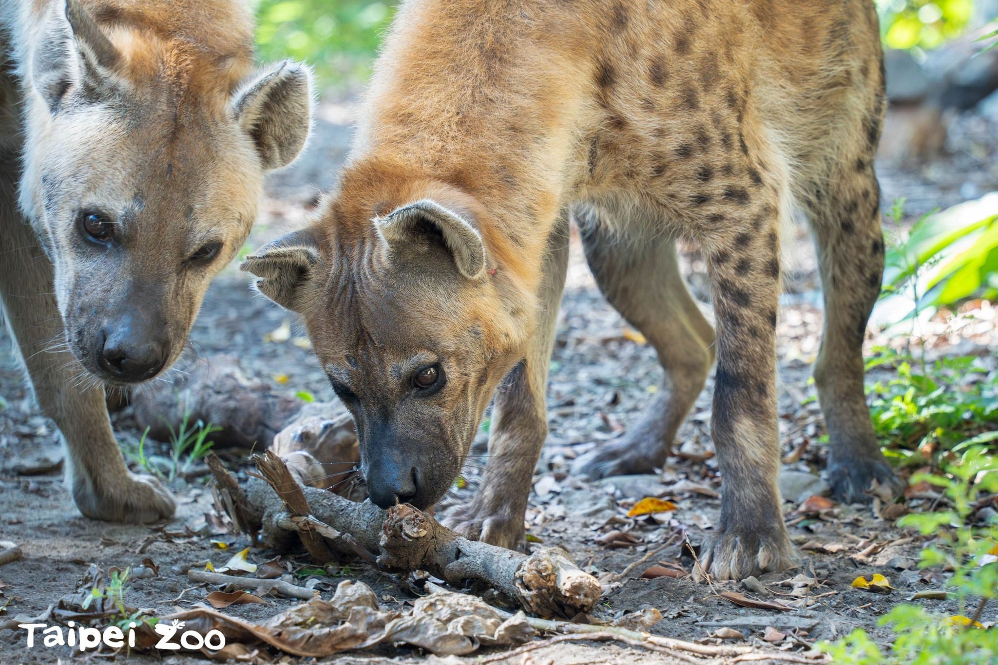 包手男越界挑釁「咬合力400公斤」鬣狗　台北動物園批：文明素質低落