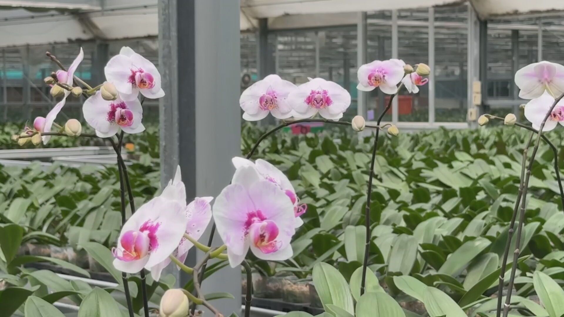 川普關稅衝擊全亞洲 出口影響劇1／台灣關稅20%衝擊農漁業　養殖業者：希望維持10%'s story cover image