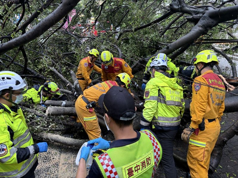 逢甲大學老榕樹倒塌奪命　23歲男碩士生死因出爐's story cover image