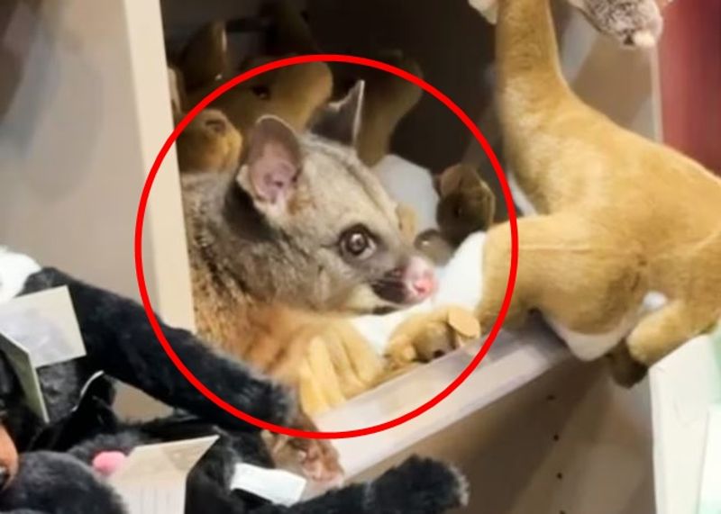 有片／機場禮品店驚魂！旅客驚見玩偶長出「靈動大眼睛」　竟是活的袋貂本人's OG Image
