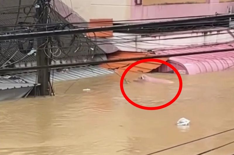 泰南合艾水災像海嘯！好命豬受困幸運獲救　店家欲哭無淚賠售商品換資金's OG Image