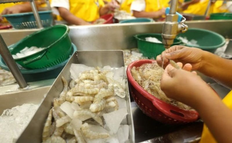 後悔與台灣斷交？　「白蝦出口蒸發逾28億」宏國議員急喊：應盡速談判's OG Image