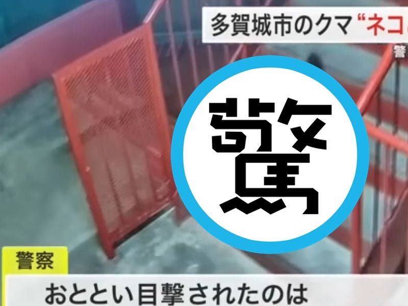 看到有熊闖住宅急通報　日警火速調閱監視器「只是一隻大肥貓」's story cover image