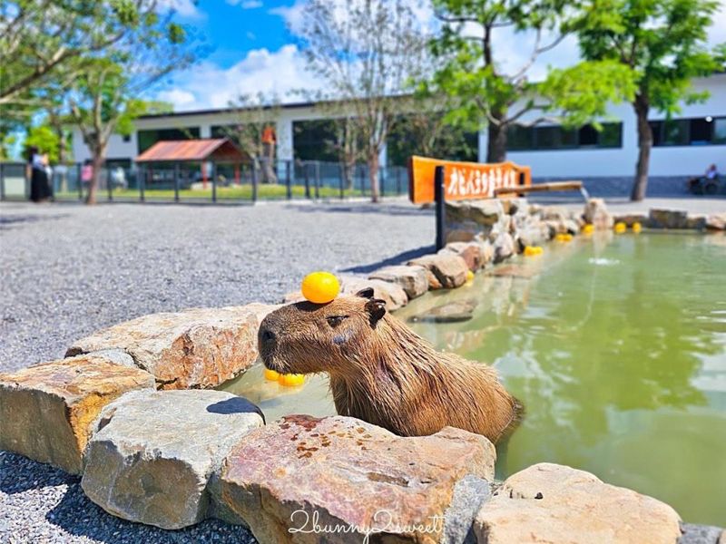 百隻動物危在旦夕！張美阿嬤農場受空拍機投毒案停擺　南投團隊出手相救's story cover image