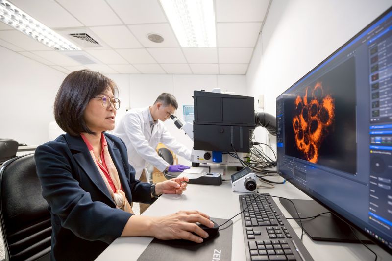 清大破解癌細胞弱點　雙重打擊誘發「自我崩解」登國際期刊