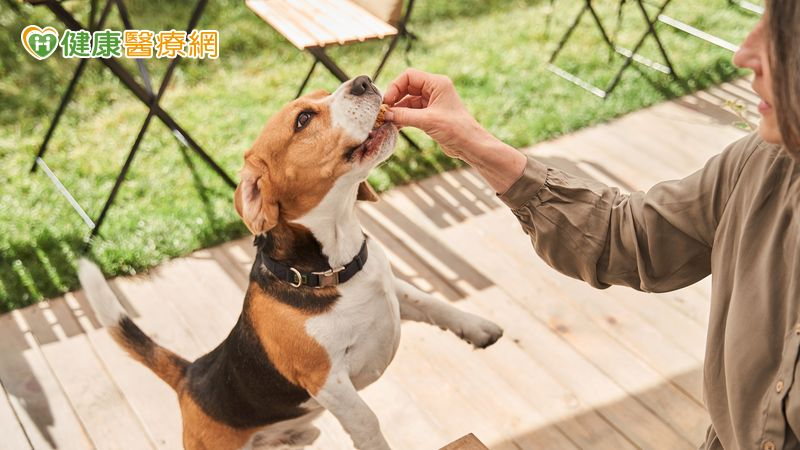 流浪狗變身服務犬！　「動物輔助治療」護理之家長者樂開懷