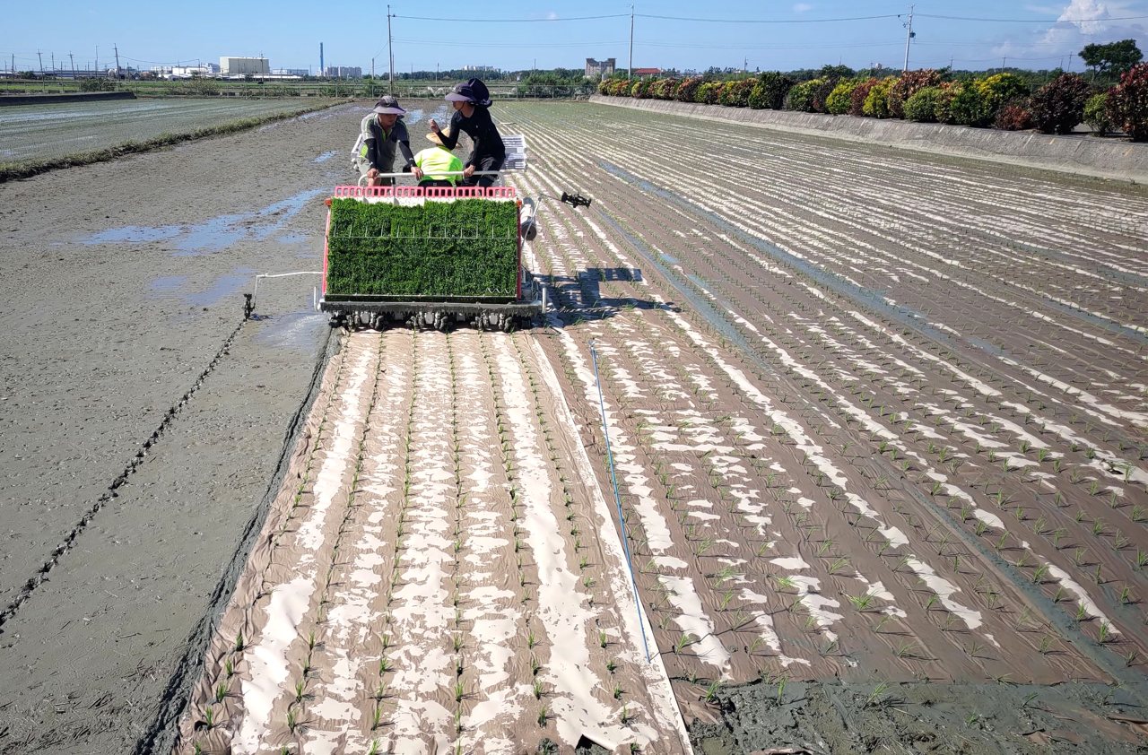 想到除草就飽了？來試試「紙膜」！插秧、鋪膜一次搞定，可分解、幫農田維持濕度