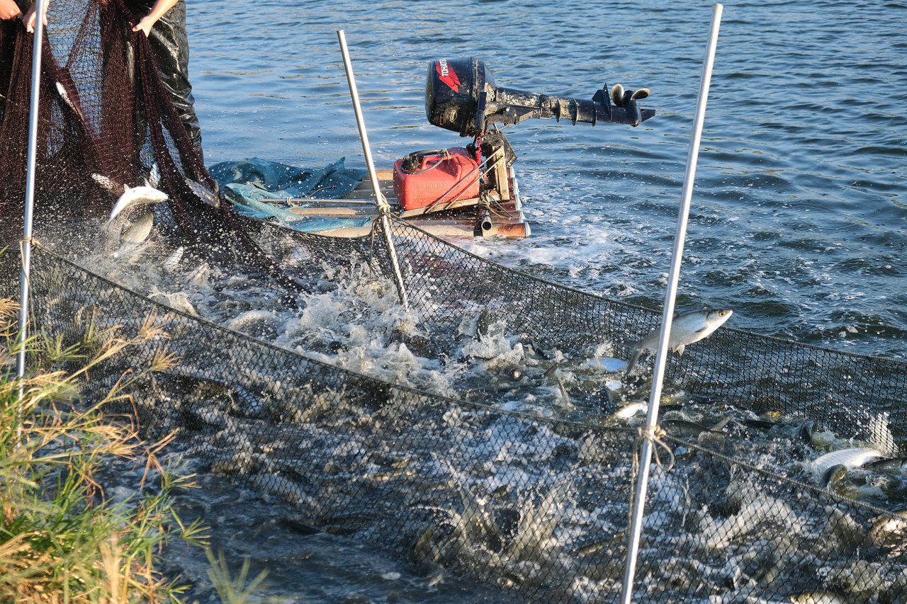 虱目魚現場》從魚塭晨作到暝流，國民魚串起庶民飲食與地方經濟產業鏈's OG Image