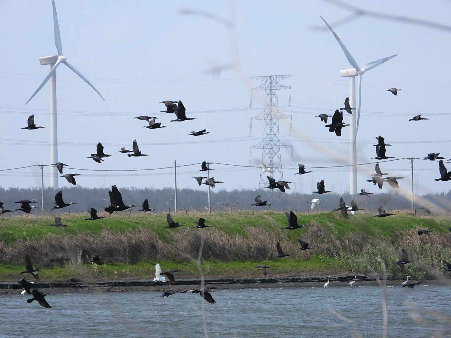 台灣風機造成蝙蝠大量死亡，比歐美高出十倍，專家：應導入「智慧降載」保護蝙蝠's story cover image