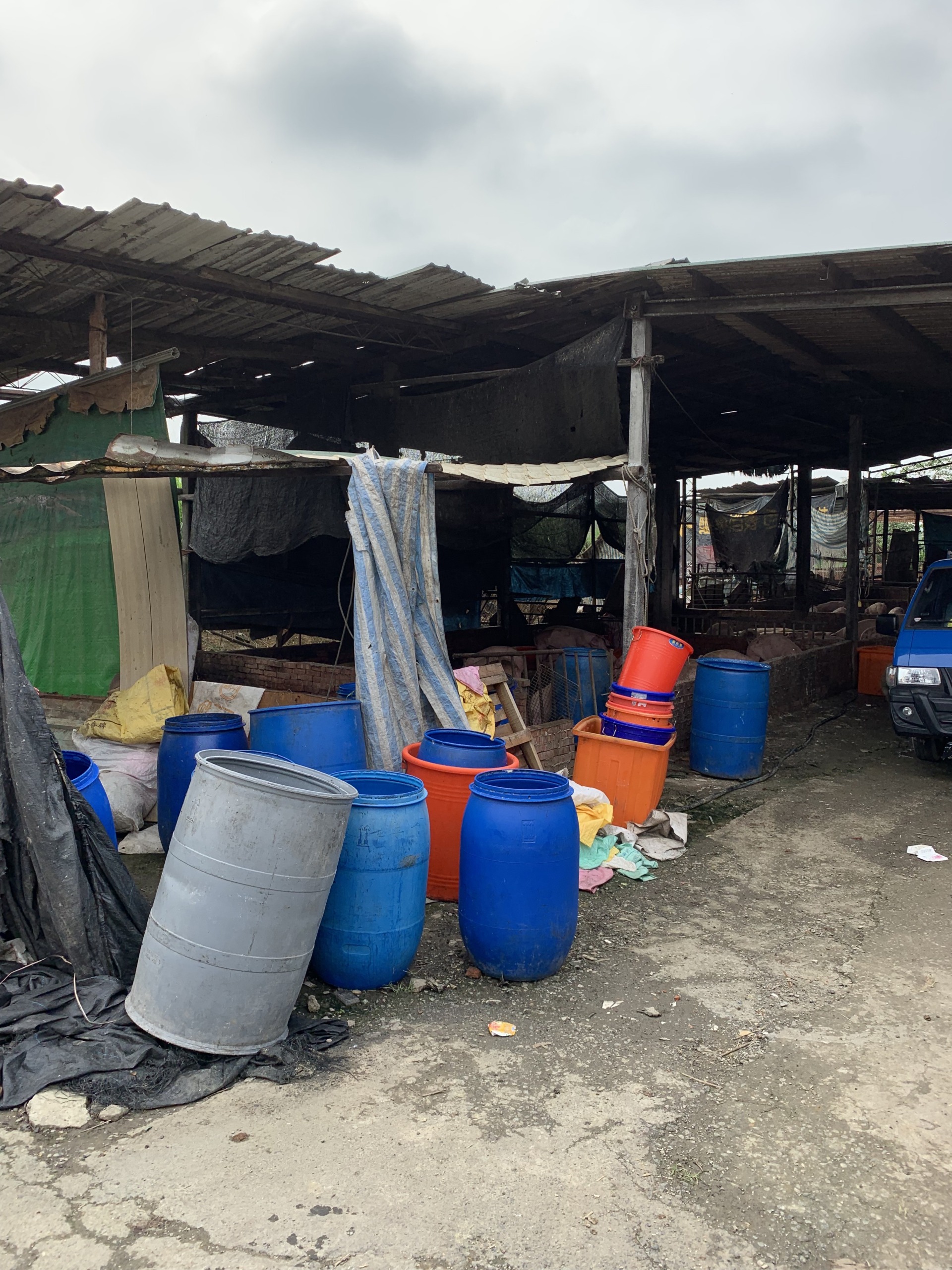 非洲豬瘟Day36》廚餘跨區流動為常態，中央若無統一政策，恐地下化跨縣市流竄（2025）'s OG Image