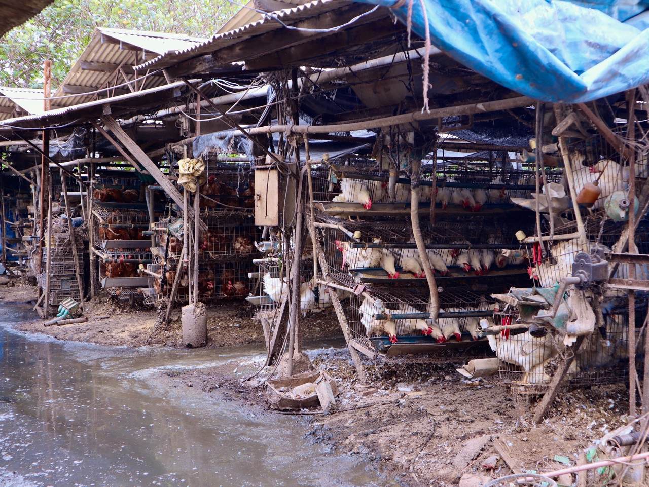 芬普尼雞蛋》文雅牧場蛋雞羽毛驗出芬普尼，疑為環境污染，業界：違規用藥為常態's OG Image