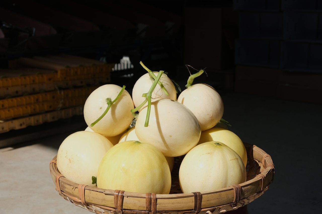 雙甜瓜閃耀登場，「天使」清新超甜，「星澄」亮麗驚艷，高雄特有，搶攻冬春市場