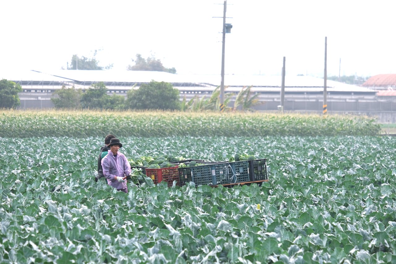 青花菜崩盤02》本土青花菜暴增三百多公頃，越南青花菜大量進口，賣壓爆表's story cover image