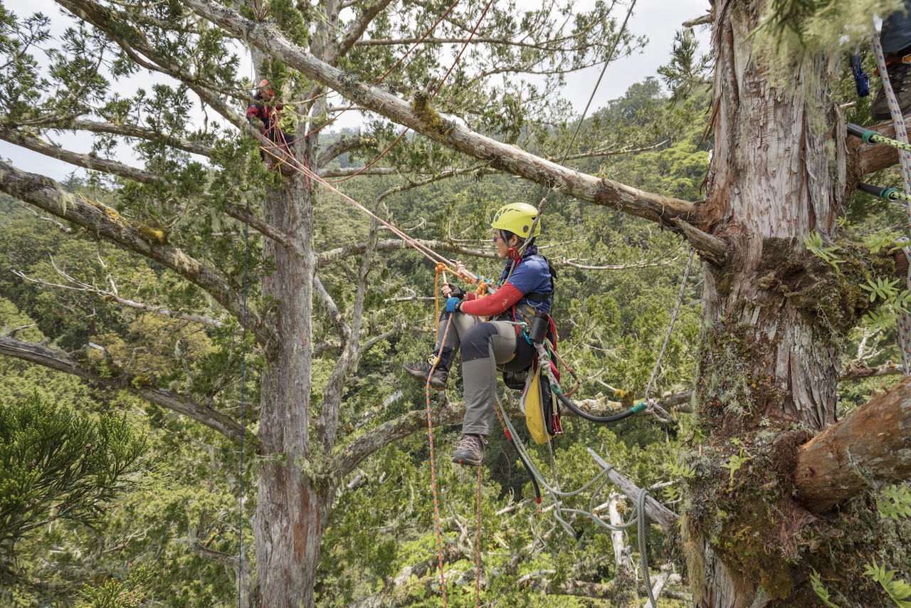 【書摘】和徐嘉君一起探索巨木：閱讀《我不只會爬樹》展開冒險