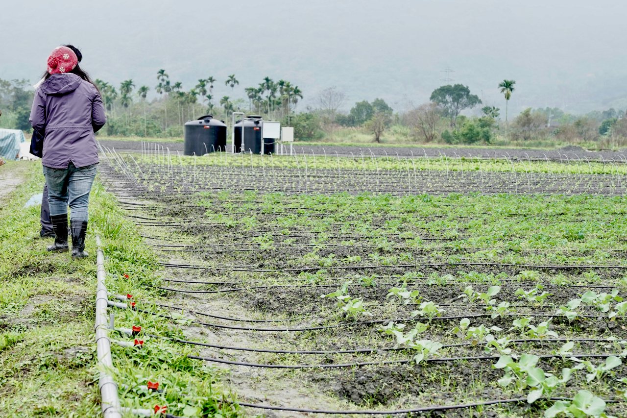 馬太鞍重建》從苦難中重生，污泥中長出櫻桃蘿蔔、有機蔬菜，專家與農民示範復耕（Day 123）'s story cover image