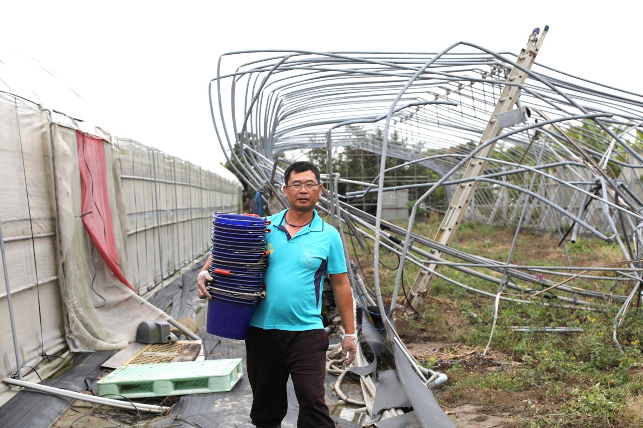 小番茄價格跌到谷底，風災重創未癒，進口櫻桃又壓境，嘉義青農咬牙苦撐's OG Image
